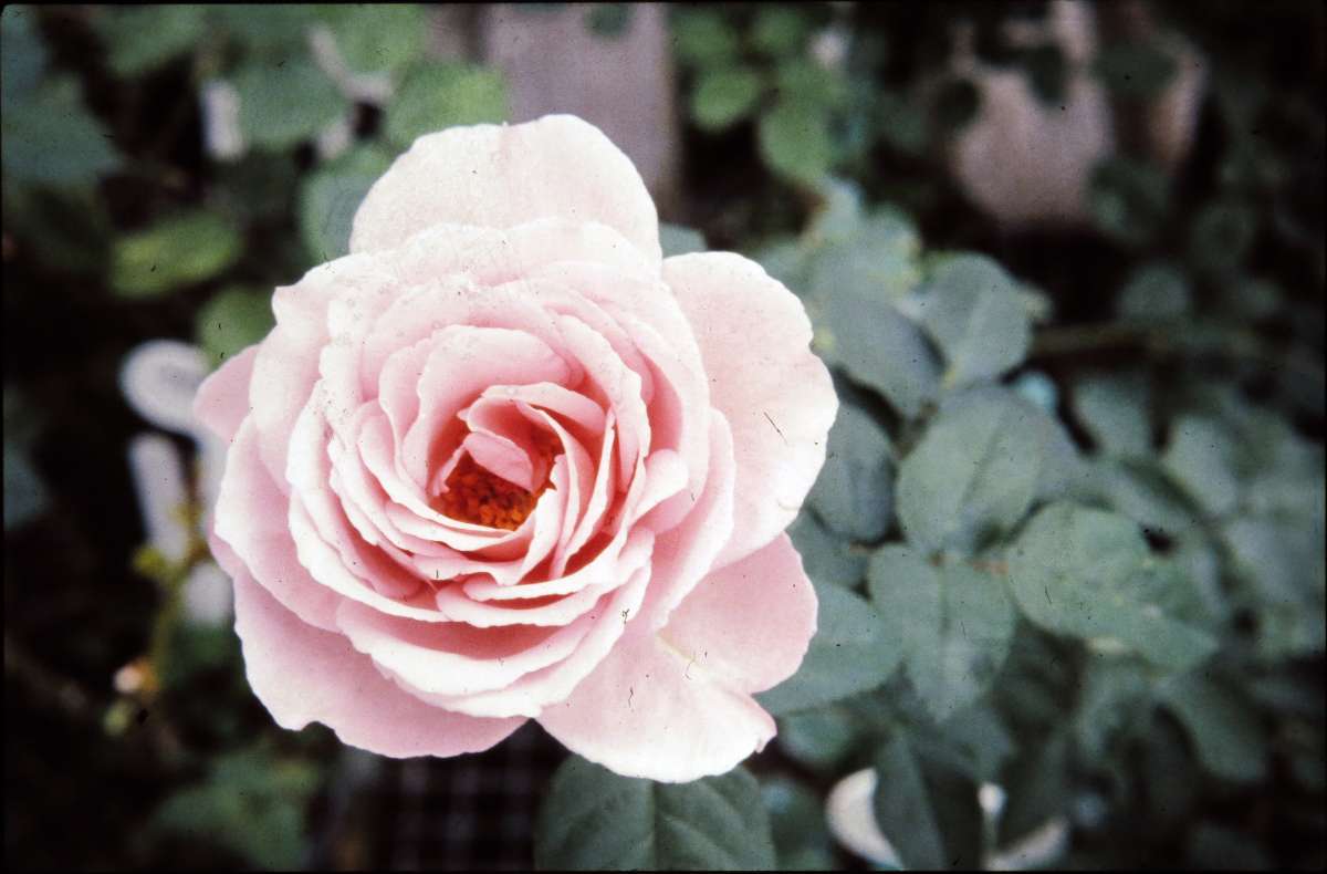 Plant Collections Network Buck Rose Collection - Reiman Gardens